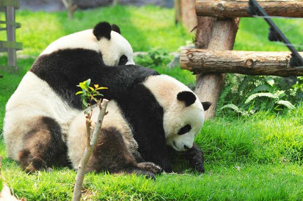 Peut-on trouver une croisière qui propose des excursions pour observer les pandas en Chine?